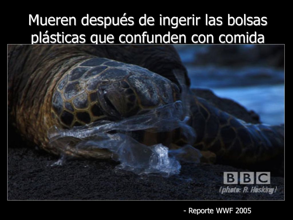 Mueren después de ingerir las bolsas plásticas que confunden con comida