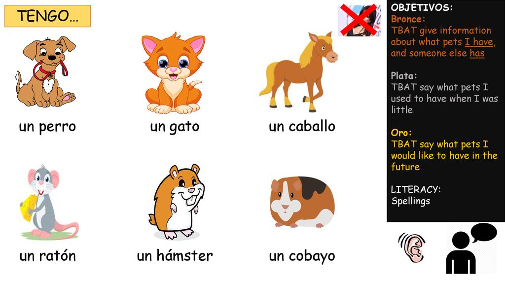 TENGO… un perro un gato un caballo un ratón un hámster un cobayo