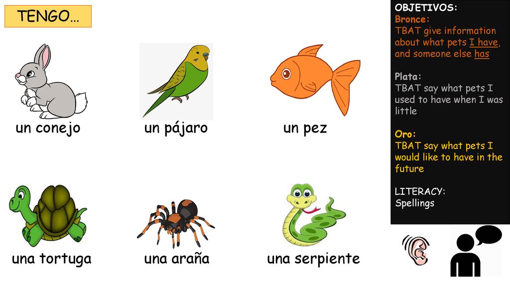 TENGO… un conejo un pájaro un pez una tortuga una araña una serpiente