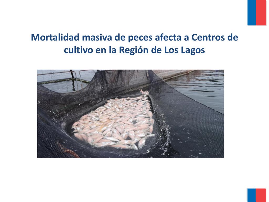 Mortalidad masiva de peces afecta a Centros de cultivo en la Región de Los Lagos