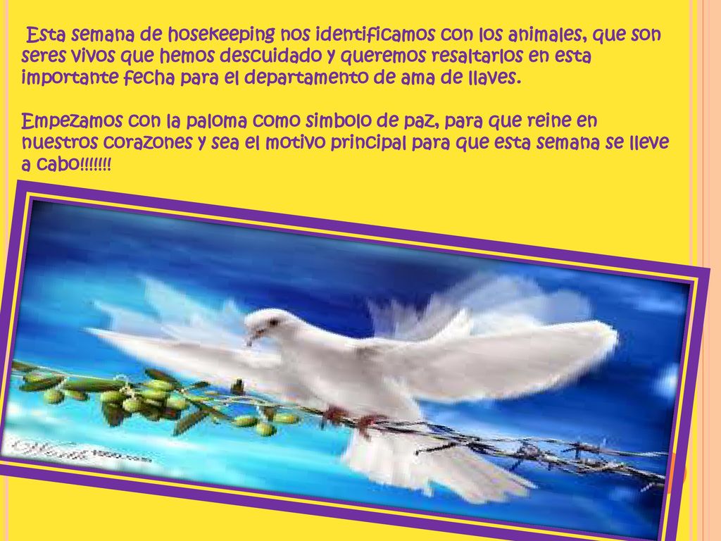 Esta semana de hosekeeping nos identificamos con los animales, que son seres vivos que hemos descuidado y queremos resaltarlos en esta importante fecha para el departamento de ama de llaves.