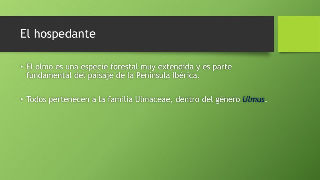 El hospedante El olmo es una especie forestal muy extendida y es parte fundamental del paisaje de la Península Ibérica.