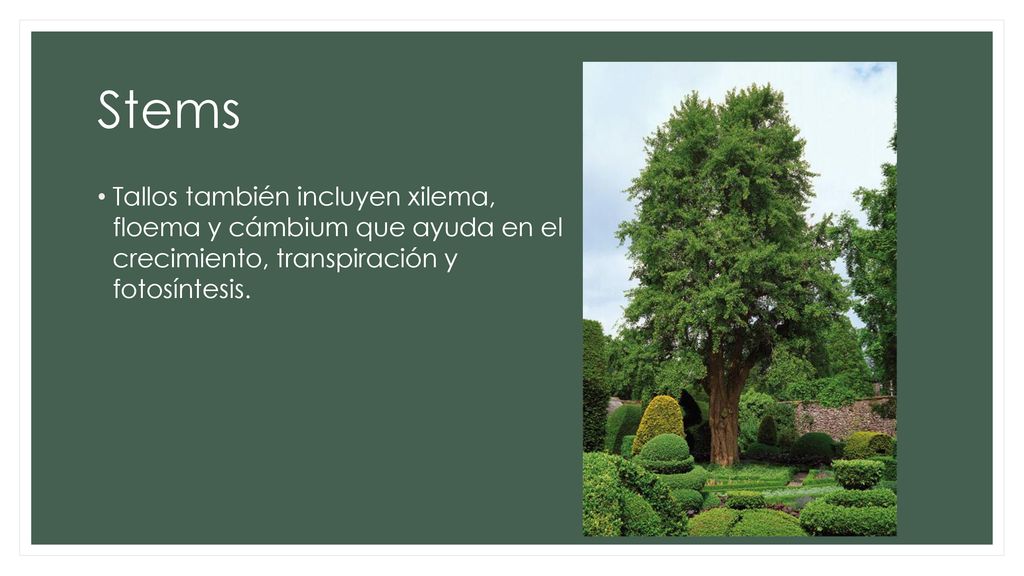 Stems Tallos también incluyen xilema, floema y cámbium que ayuda en el crecimiento, transpiración y fotosíntesis.