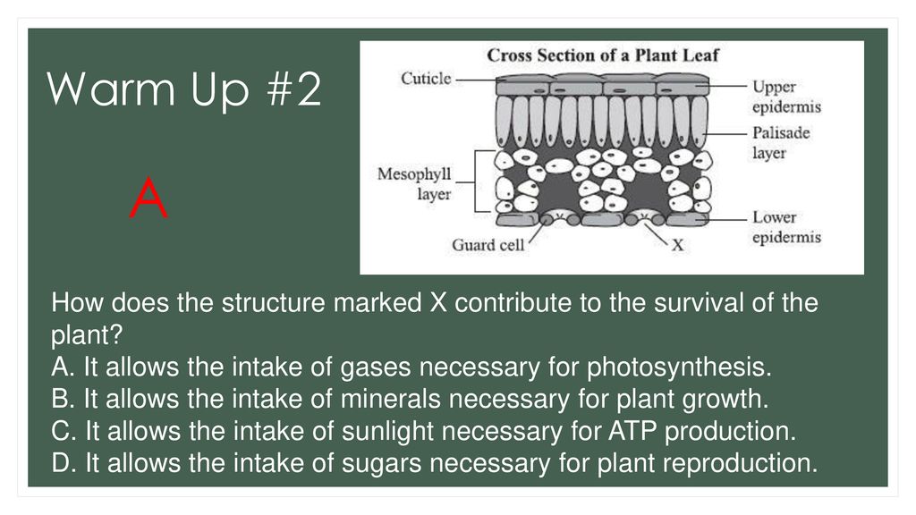 Warm Up #2 A. How does the structure marked X contribute to the survival of the plant