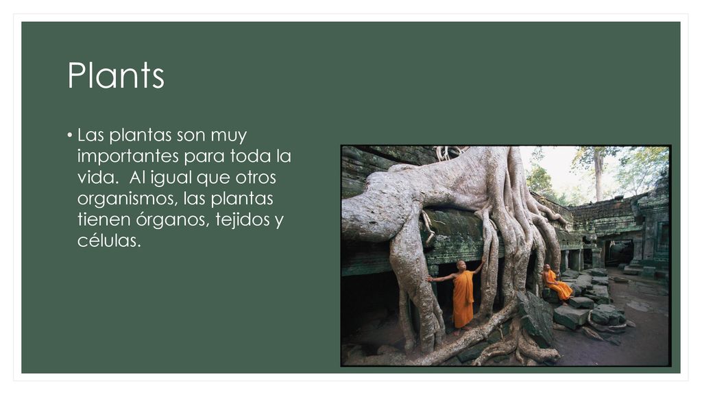 Plants Las plantas son muy importantes para toda la vida.