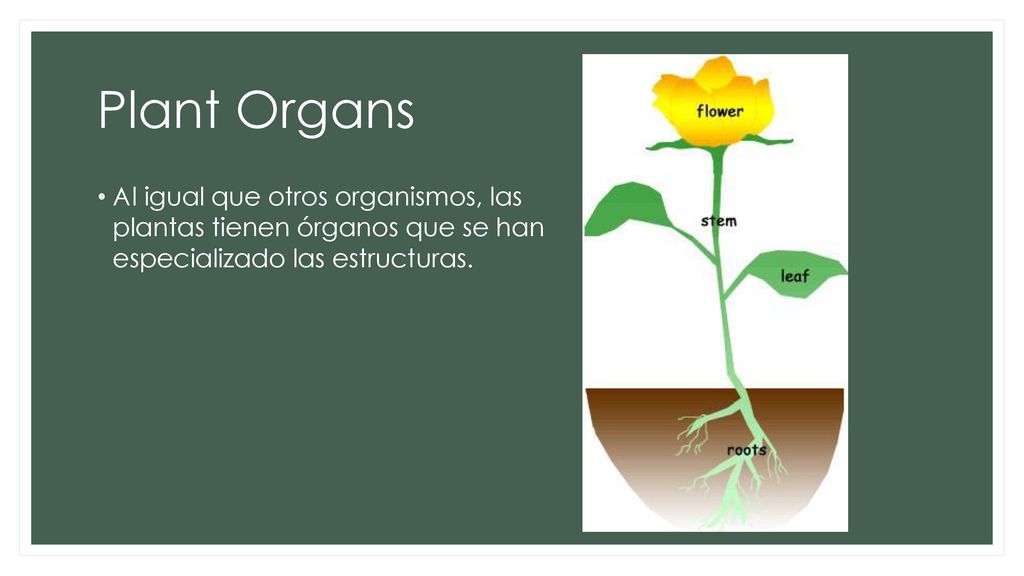 Plant Organs Al igual que otros organismos, las plantas tienen órganos que se han especializado las estructuras.