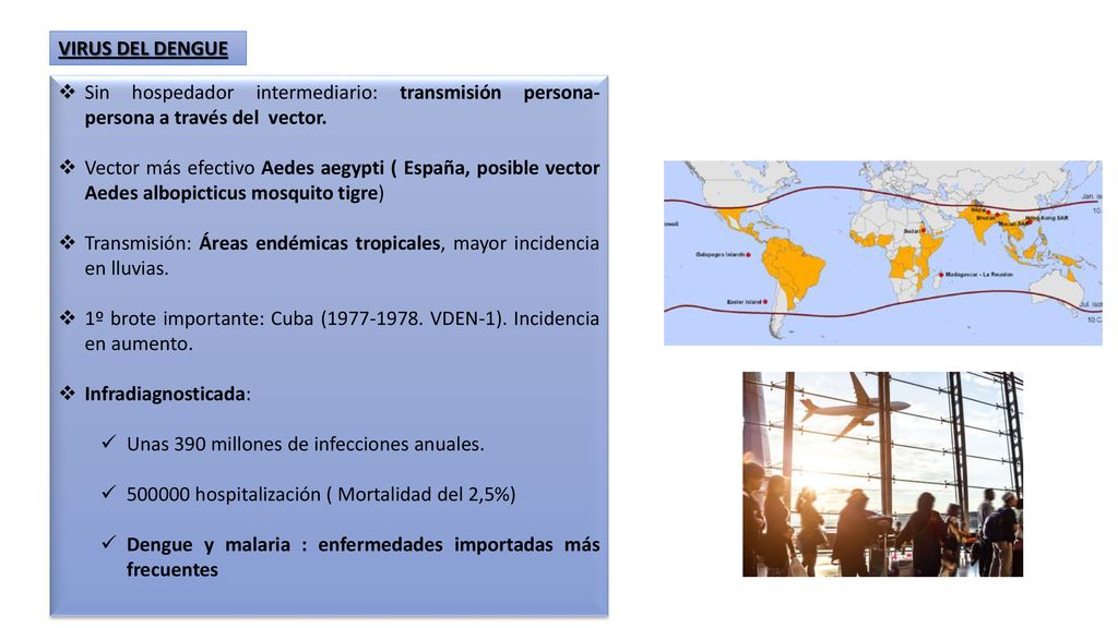 VIRUS DEL DENGUE Sin hospedador intermediario: transmisión persona-persona a través del vector.