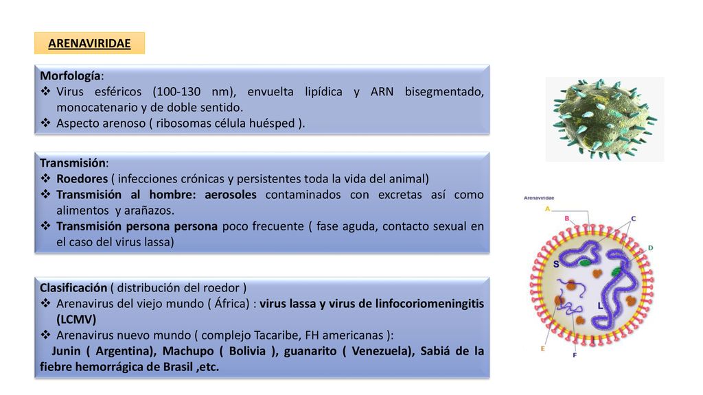 ARENAVIRIDAE Morfología: Virus esféricos ( nm), envuelta lipídica y ARN bisegmentado, monocatenario y de doble sentido.