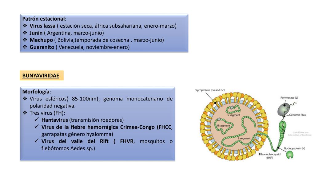 Patrón estacional: Virus lassa ( estación seca, áfrica subsahariana, enero-marzo) Junin ( Argentina, marzo-junio)