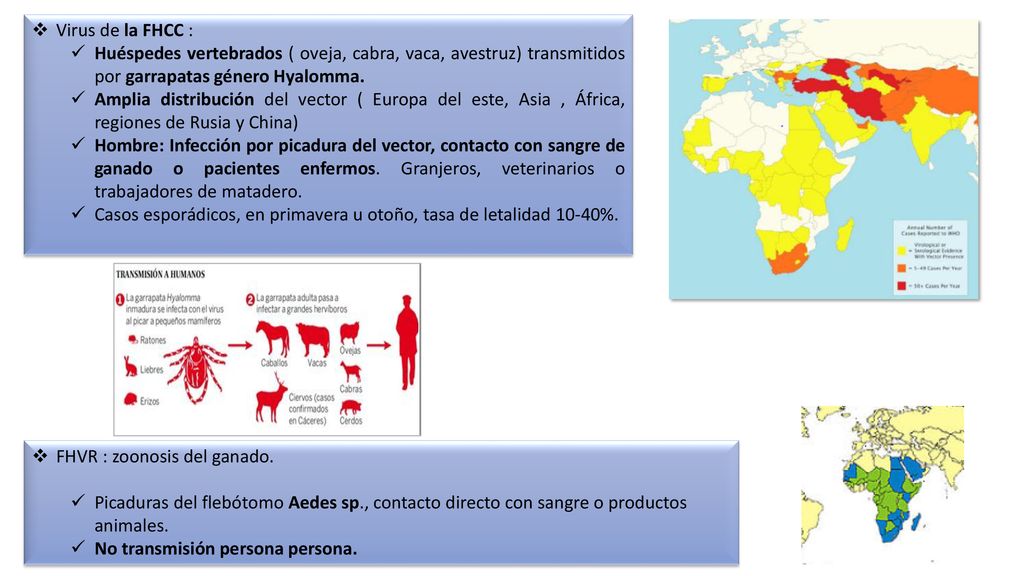 Virus de la FHCC : Huéspedes vertebrados ( oveja, cabra, vaca, avestruz) transmitidos por garrapatas género Hyalomma.