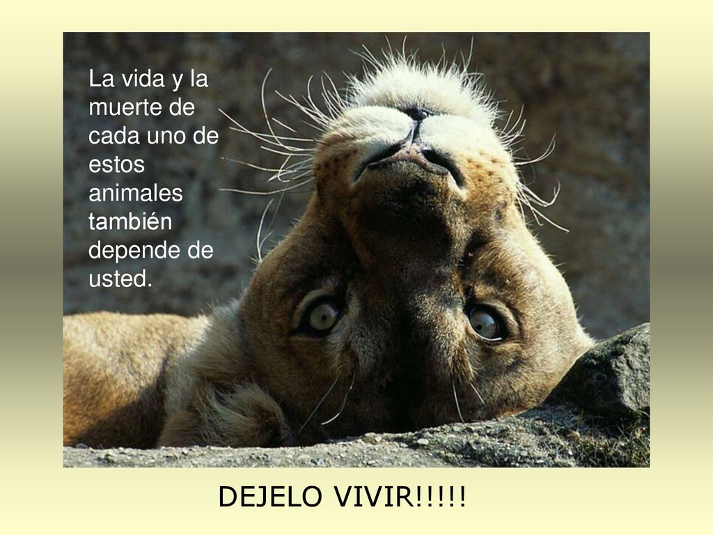 La vida y la muerte de cada uno de estos animales también depende de usted.