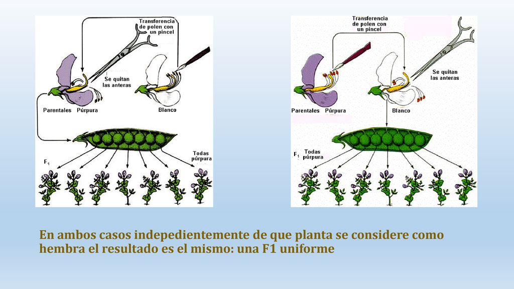 En ambos casos indepedientemente de que planta se considere como hembra el resultado es el mismo: una F1 uniforme