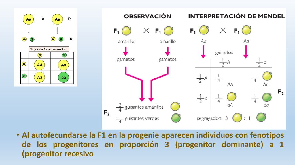 Al autofecundarse la F1 en la progenie aparecen individuos con fenotipos de los progenitores en proporción 3 (progenitor dominante) a 1 (progenitor recesivo