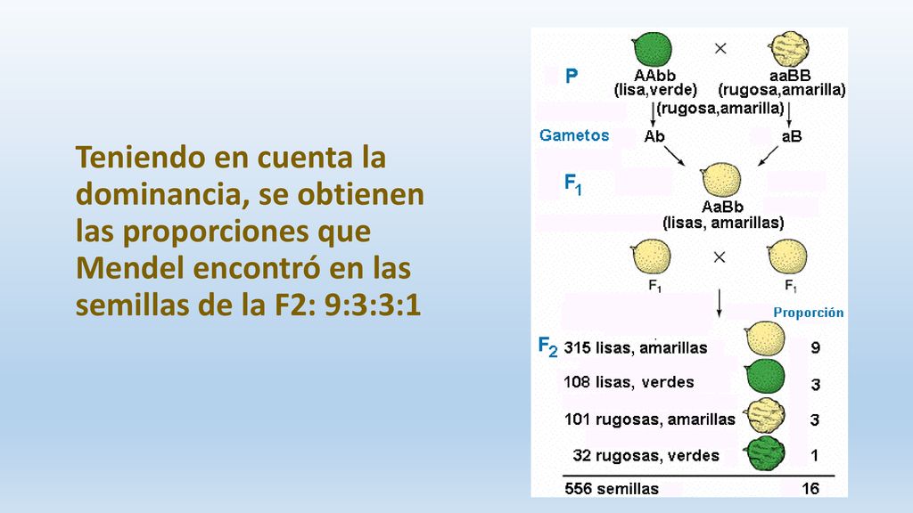 Teniendo en cuenta la dominancia, se obtienen las proporciones que Mendel encontró en las semillas de la F2: 9:3:3:1