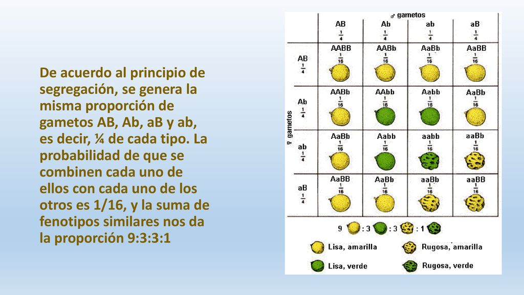 De acuerdo al principio de segregación, se genera la misma proporción de gametos AB, Ab, aB y ab, es decir, ¼ de cada tipo.