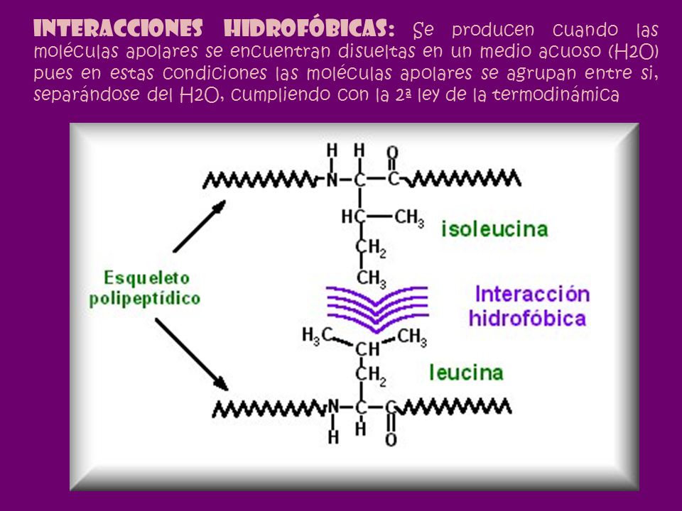 Interacciones Hidrofóbicas: Se producen cuando las moléculas apolares se encuentran disueltas en un medio acuoso (H2O) pues en estas condiciones las moléculas apolares se agrupan entre si, separándose del H2O, cumpliendo con la 2ª ley de la termodinámica
