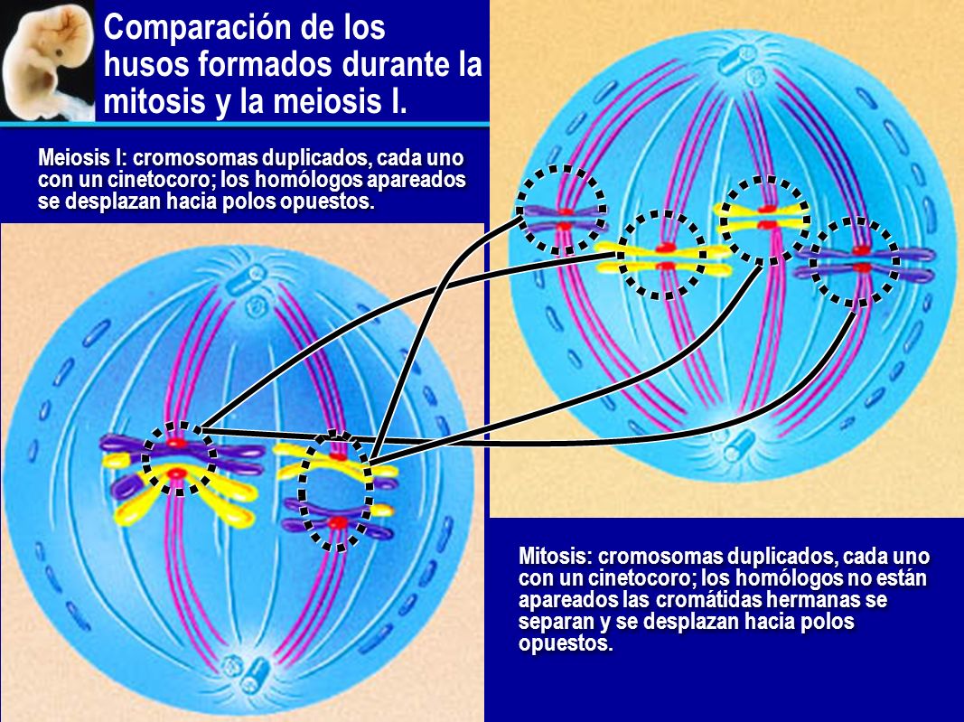 Comparación de los husos formados durante la mitosis y la meiosis I.