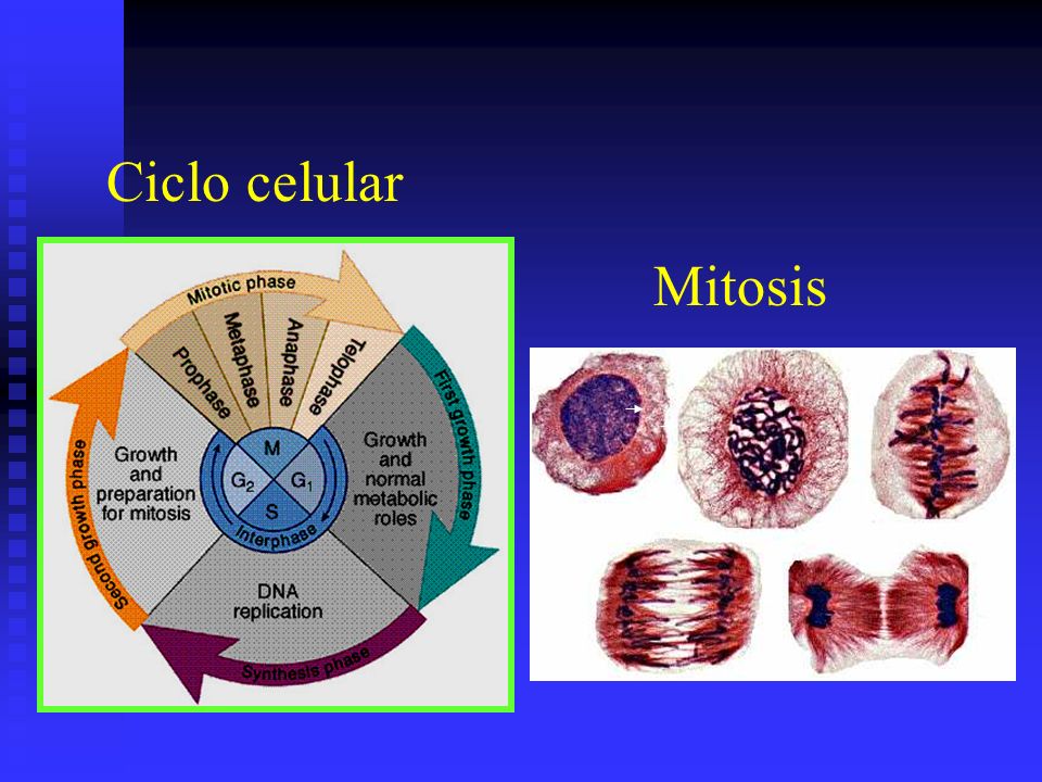 Ciclo celular Mitosis
