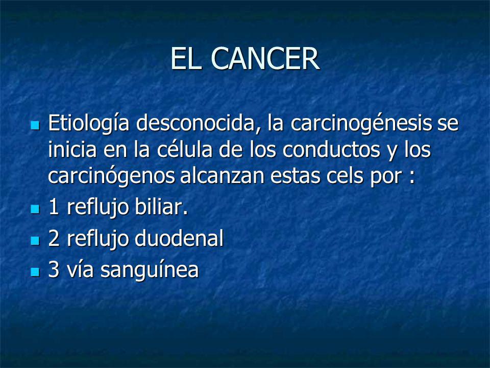 EL CANCER Etiología desconocida, la carcinogénesis se inicia en la célula de los conductos y los carcinógenos alcanzan estas cels por :