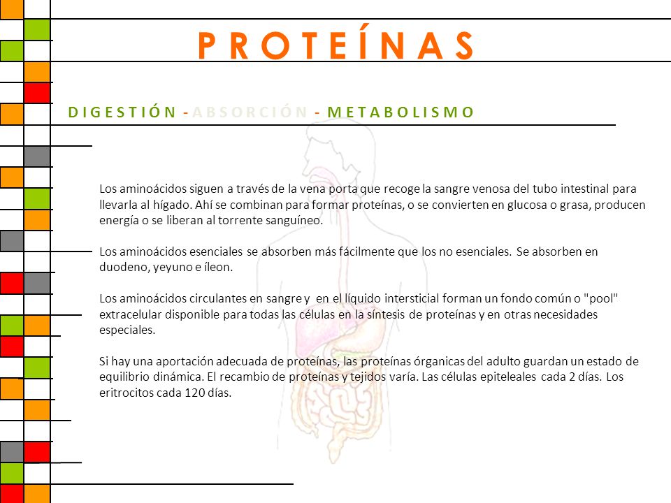 P R O T E Í N A S D I G E S T I Ó N - A B S O R C I Ó N - M E T A B O L I S M O.