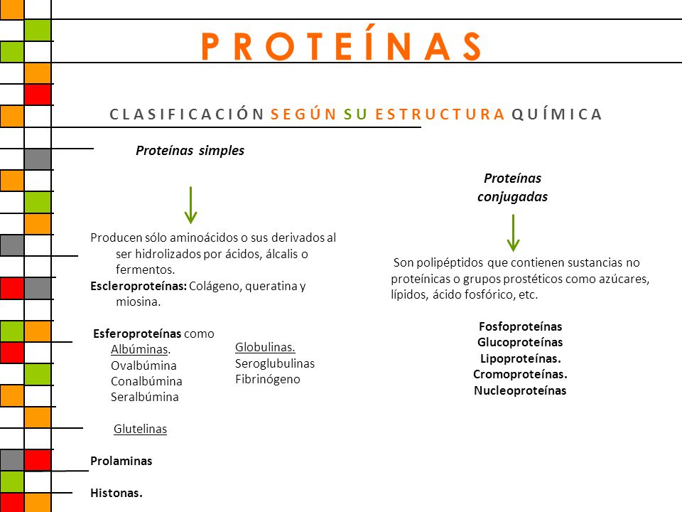 P R O T E Í N A S C L A S I F I C A C I Ó N S E G Ú N S U E S T R U C T U R A Q U Í M I C A. Proteínas simples.