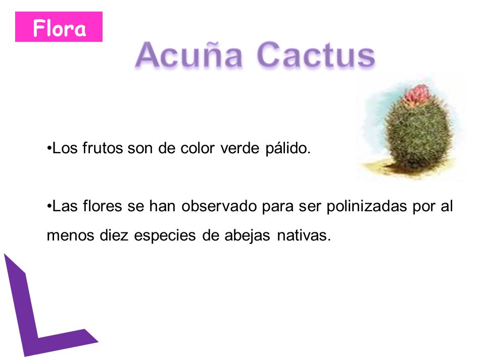 Acuña Cactus Flora Los frutos son de color verde pálido.