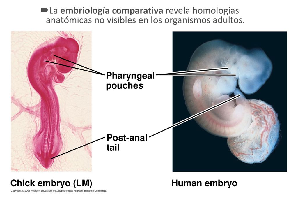 Fig La embriología comparativa revela homologías anatómicas no visibles en los organismos adultos.
