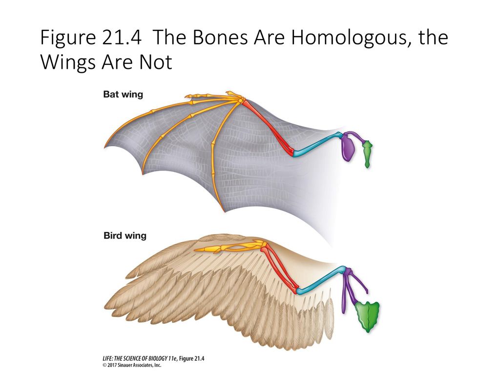 Figure 21.4 The Bones Are Homologous, the Wings Are Not