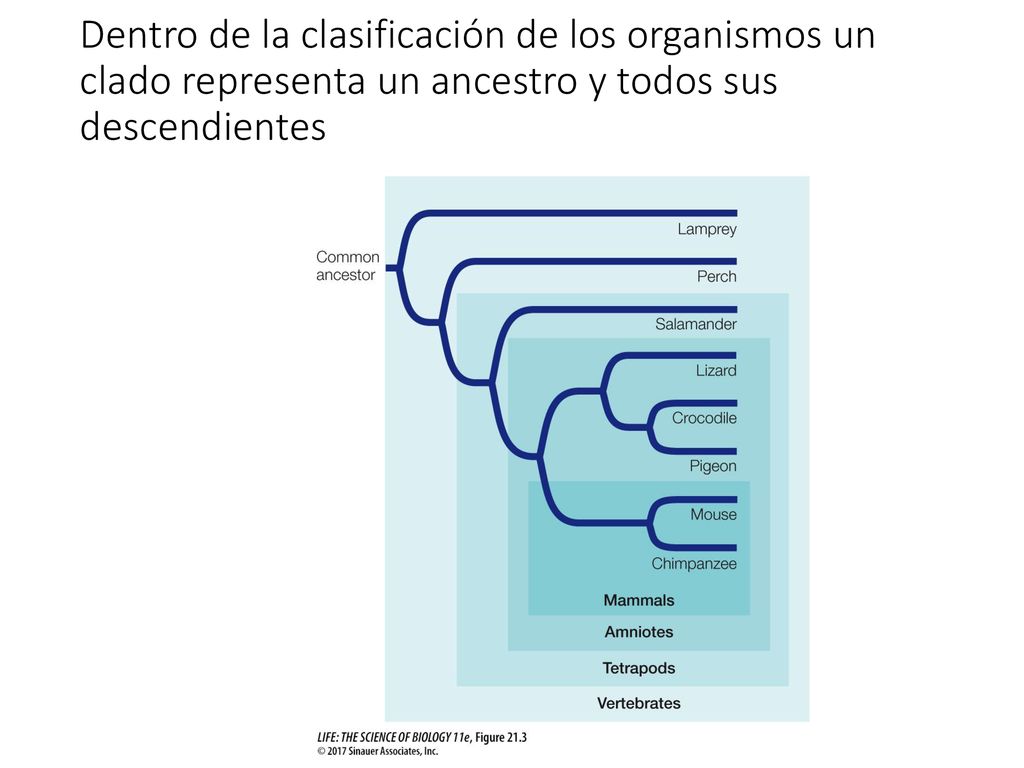 Dentro de la clasificación de los organismos un clado representa un ancestro y todos sus descendientes