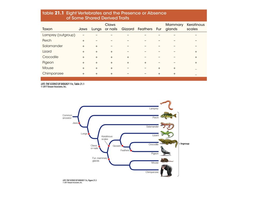 Table 21.1 Eight Vertebrates and the Presence or Absence of Some Shared Derived Traits
