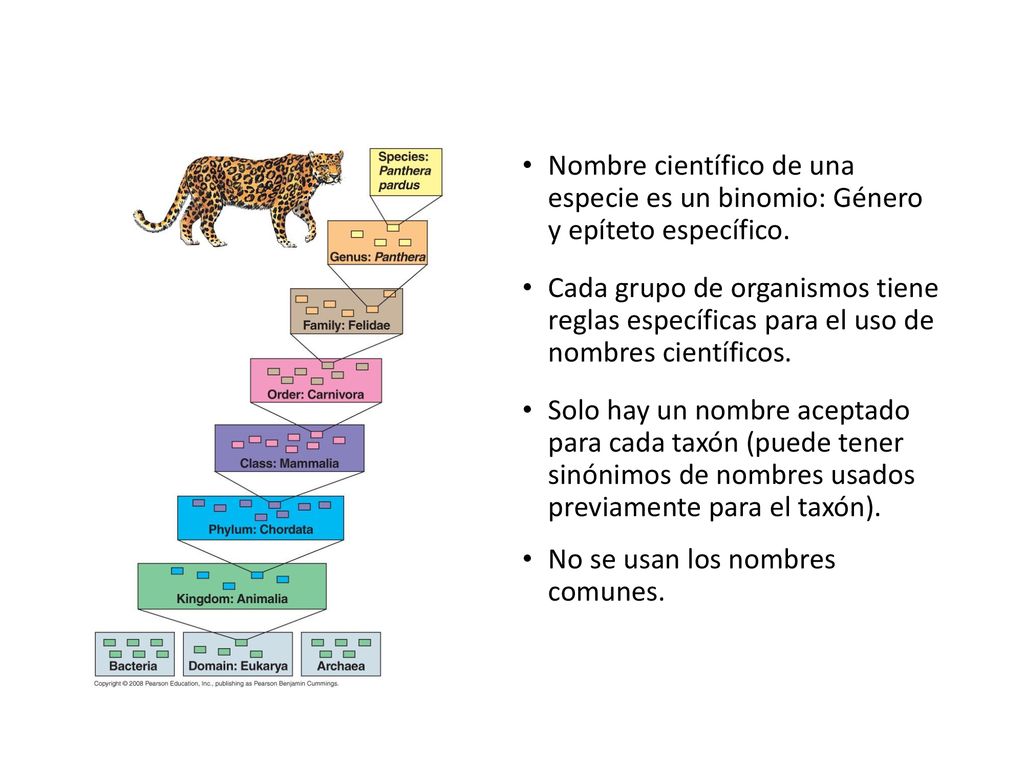 Nombre científico de una especie es un binomio: Género y epíteto específico.