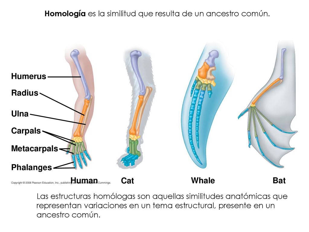Humerus Radius Ulna Carpals Metacarpals Phalanges Human Cat Whale Bat