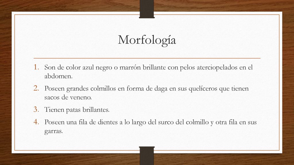 Morfología Son de color azul negro o marrón brillante con pelos aterciopelados en el abdomen.