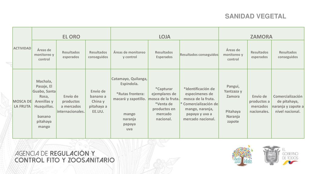 SANIDAD VEGETAL EL ORO LOJA ZAMORA MOSCA DE LA FRUTA