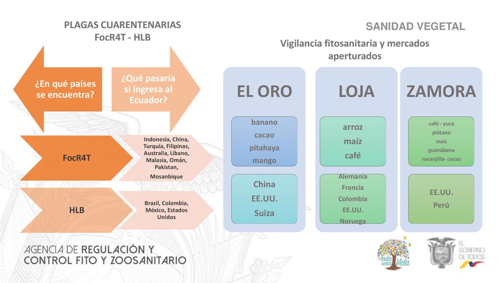 EL ORO LOJA ZAMORA PLAGAS CUARENTENARIAS FocR4T - HLB SANIDAD VEGETAL