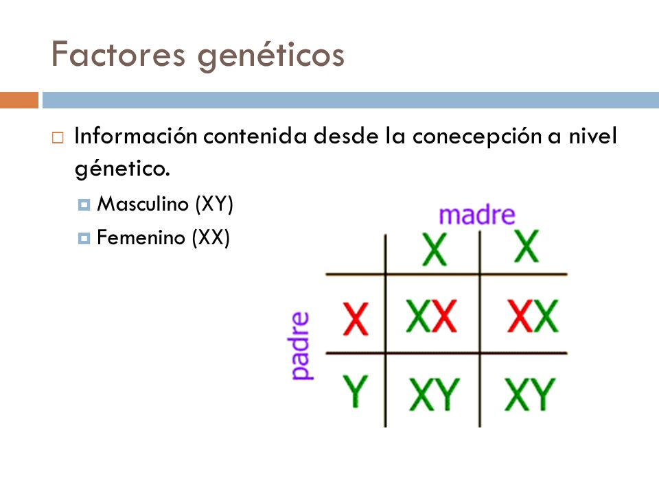 Factores genéticos Información contenida desde la conecepción a nivel génetico.