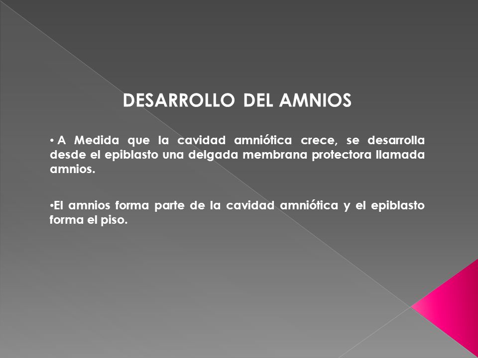 DESARROLLO DEL AMNIOS A Medida que la cavidad amniótica crece, se desarrolla desde el epiblasto una delgada membrana protectora llamada amnios.