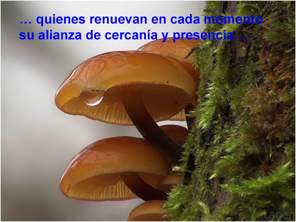 … quienes renuevan en cada momento su alianza de cercanía y presencia…