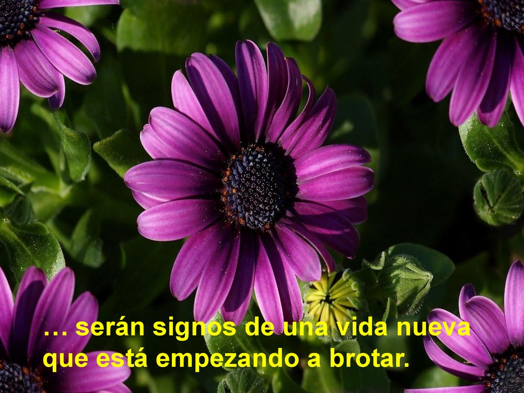 … serán signos de una vida nueva que está empezando a brotar.