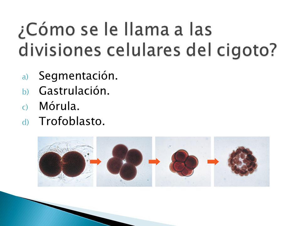 ¿Cómo se le llama a las divisiones celulares del cigoto