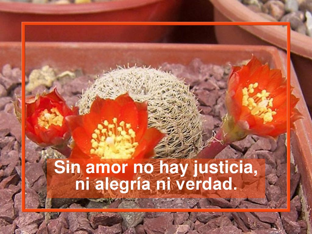 Sin amor no hay justicia, ni alegría ni verdad.