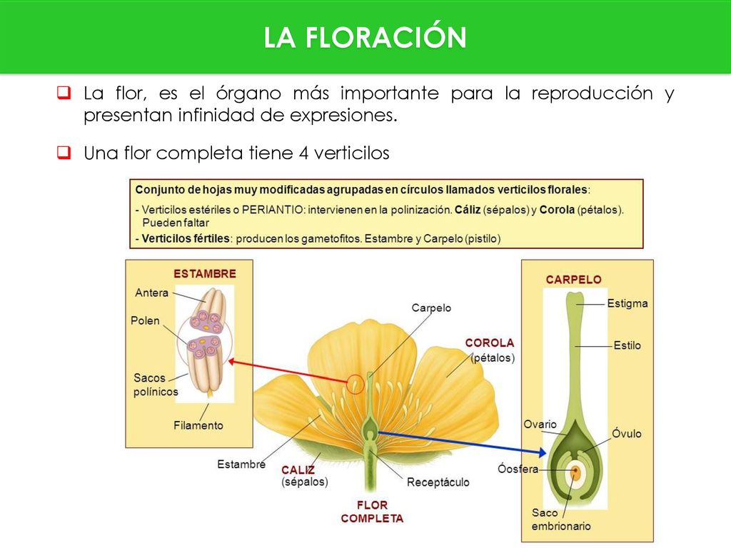 LA FLORACIÓN La flor, es el órgano más importante para la reproducción y presentan infinidad de expresiones.