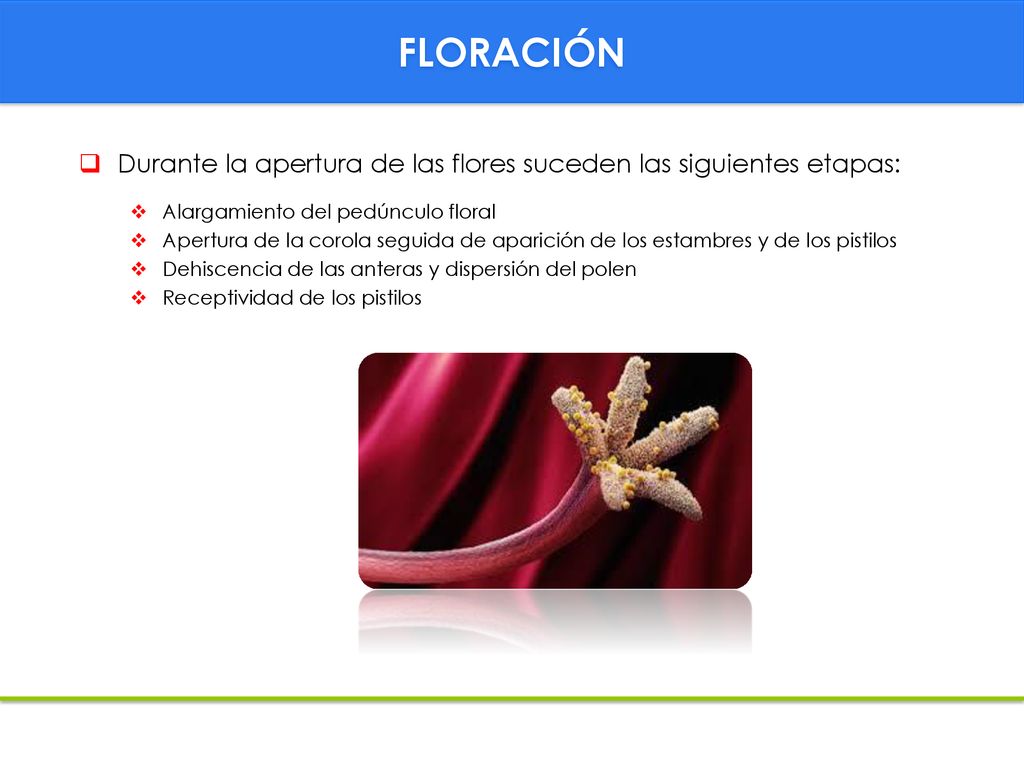 FLORACIÓN Durante la apertura de las flores suceden las siguientes etapas: Alargamiento del pedúnculo floral.