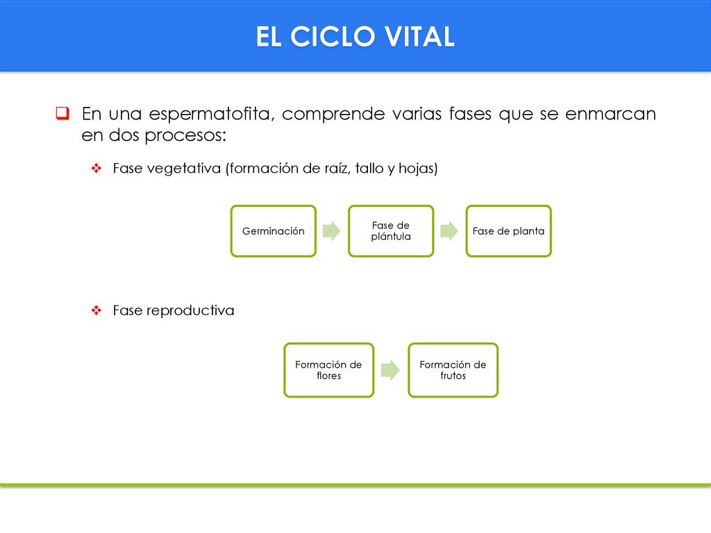 EL CICLO VITAL En una espermatofita, comprende varias fases que se enmarcan en dos procesos: Fase vegetativa (formación de raíz, tallo y hojas)