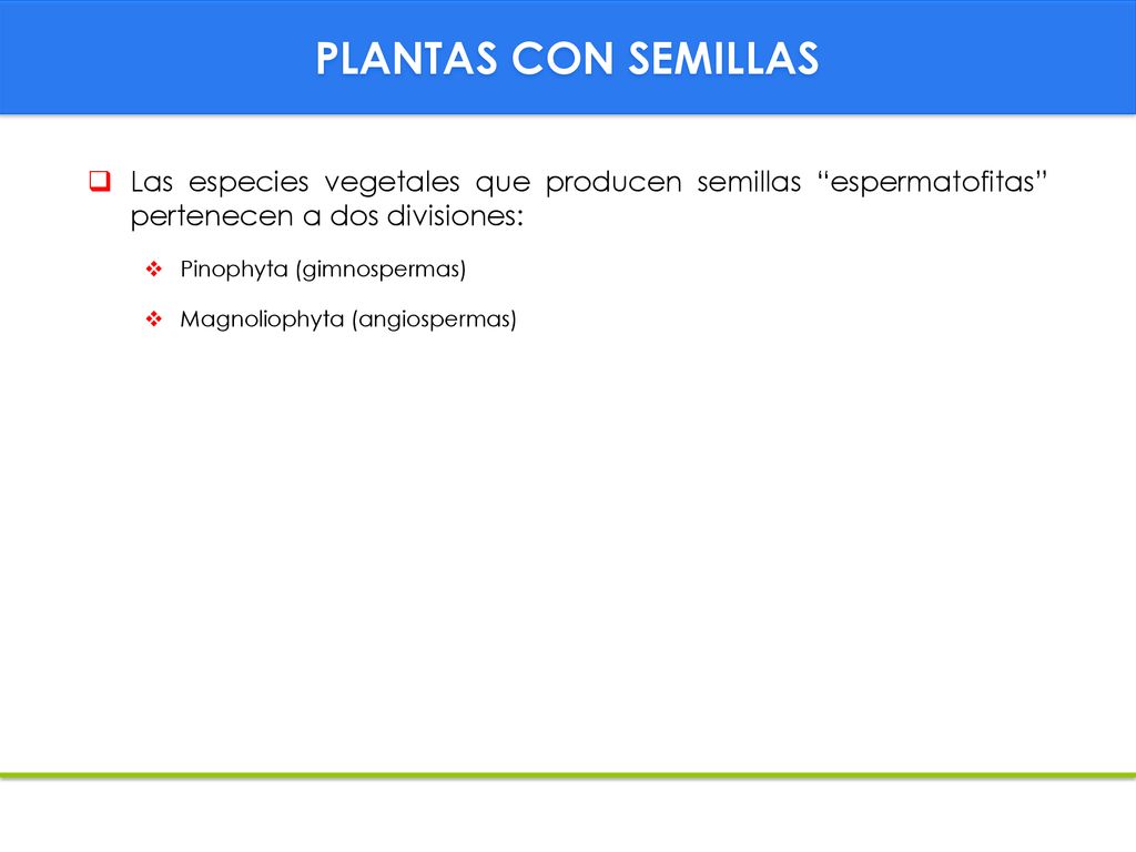 PLANTAS CON SEMILLAS Las especies vegetales que producen semillas espermatofitas pertenecen a dos divisiones: