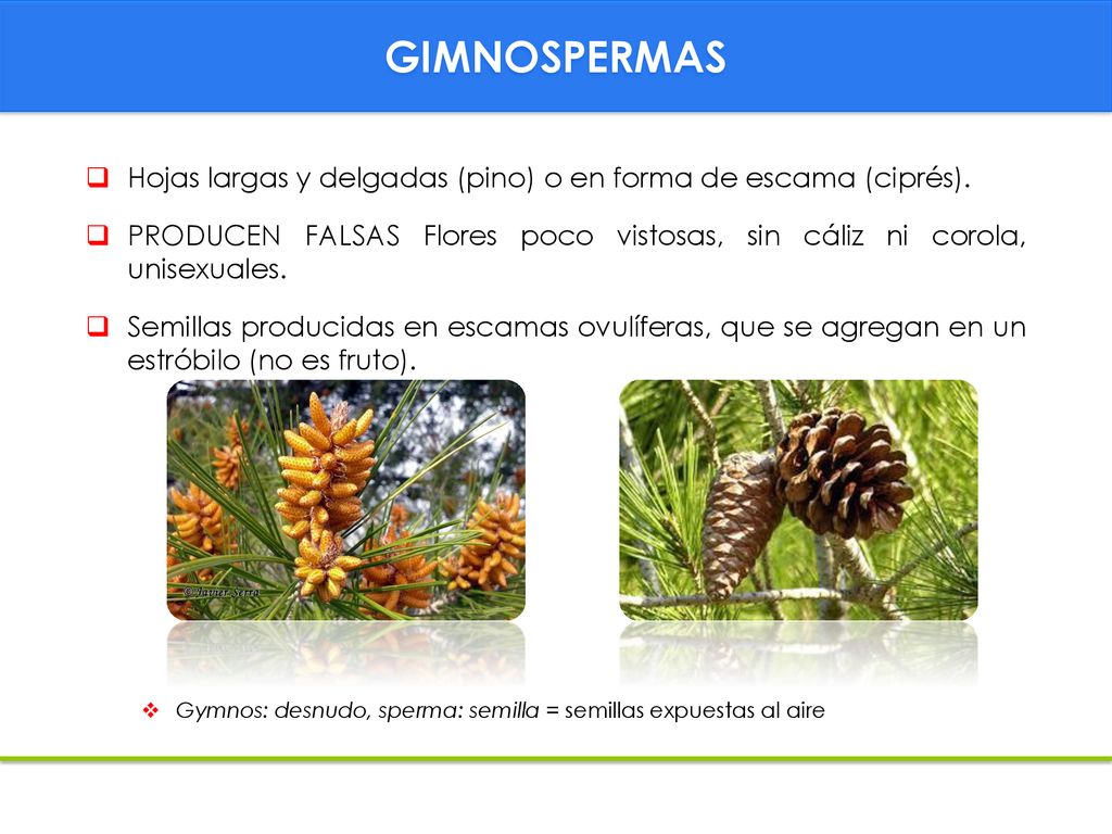GIMNOSPERMAS Hojas largas y delgadas (pino) o en forma de escama (ciprés). PRODUCEN FALSAS Flores poco vistosas, sin cáliz ni corola, unisexuales.