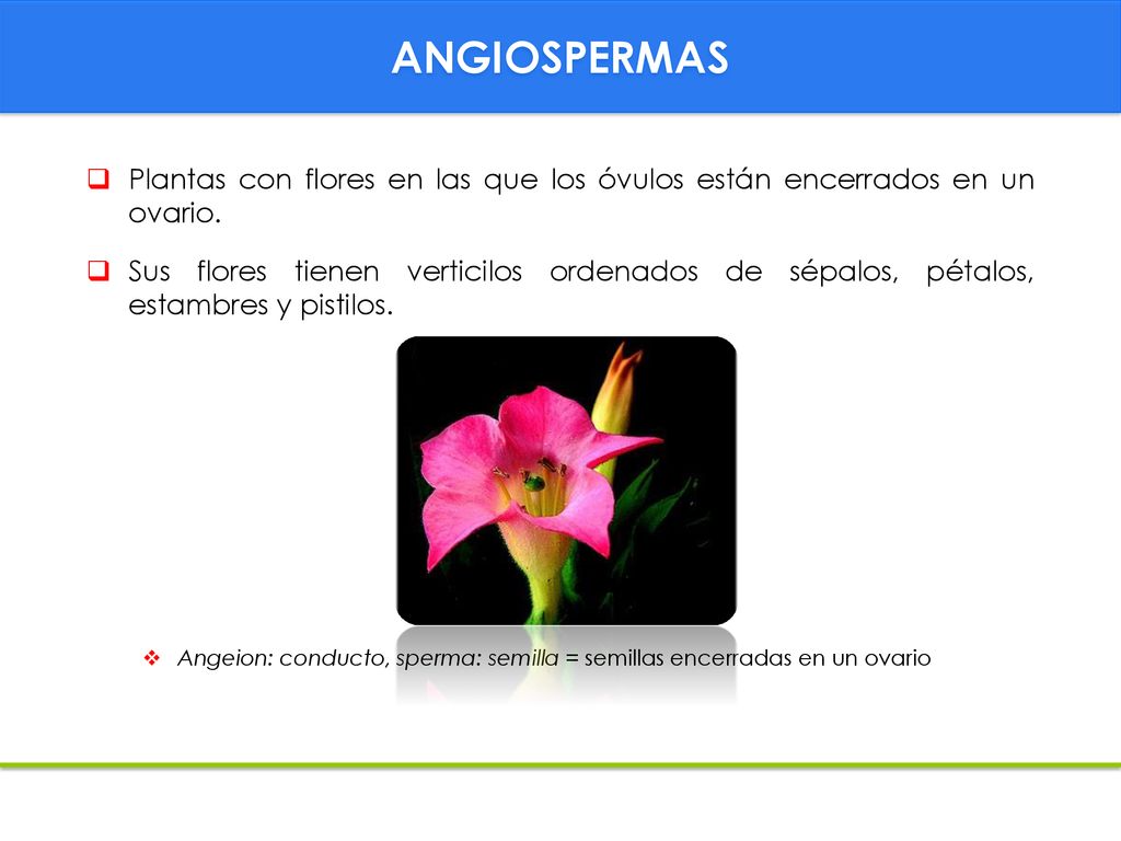 ANGIOSPERMAS Plantas con flores en las que los óvulos están encerrados en un ovario.