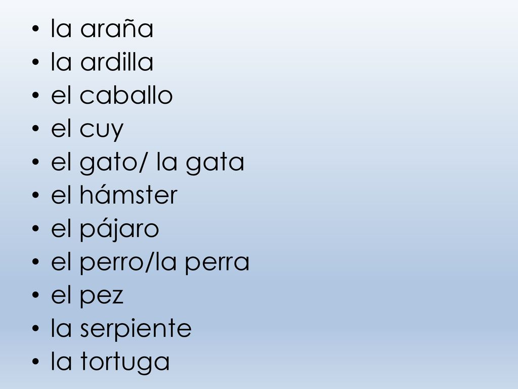 la araña la ardilla. el caballo. el cuy. el gato/ la gata. el hámster. el pájaro. el perro/la perra.