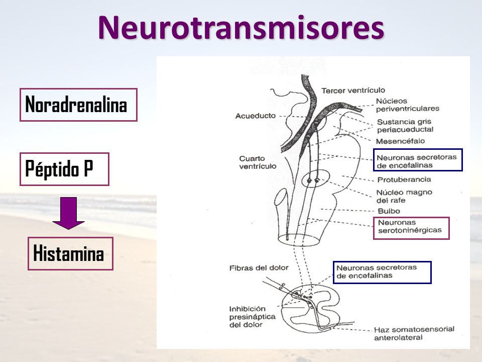 Neurotransmisores Noradrenalina Péptido P Histamina