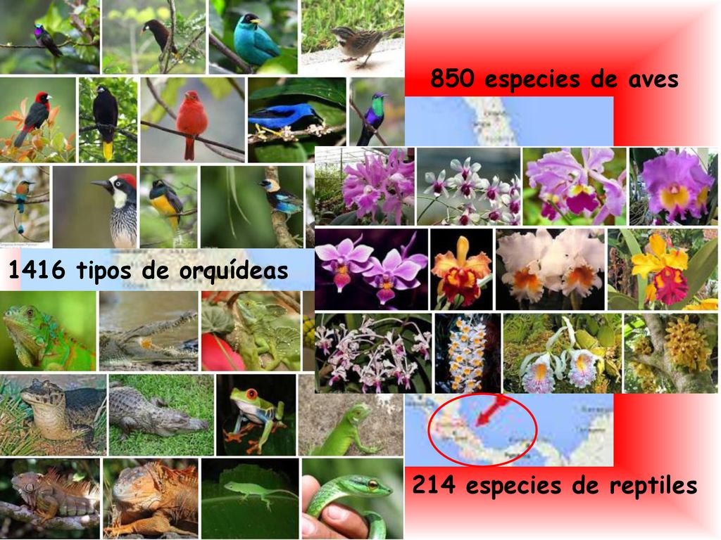 850 especies de aves 1416 tipos de orquídeas 214 especies de reptiles
